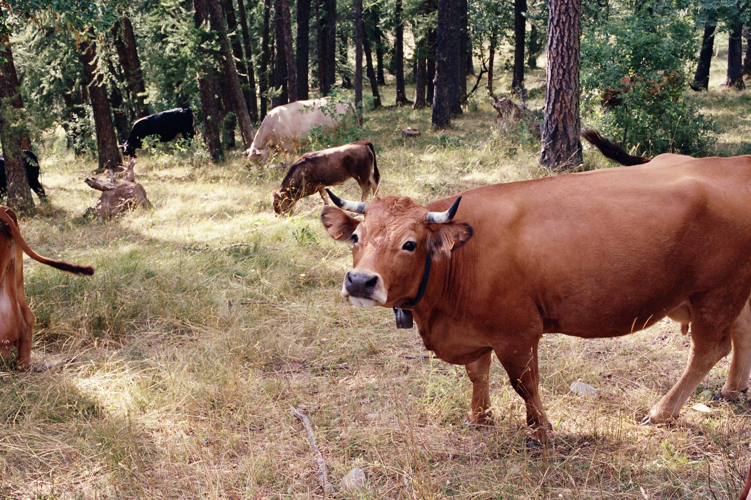 Mes photos argentiques 2